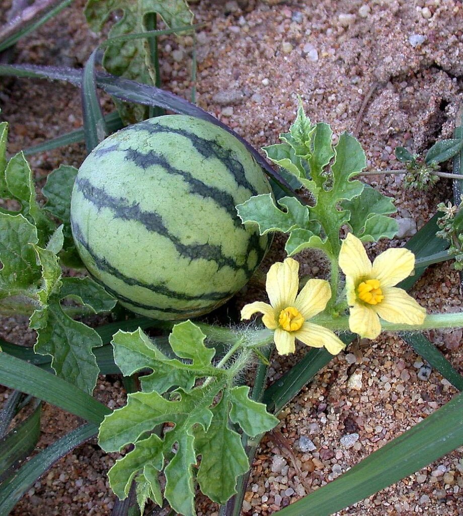 Watermelon, mesangiosperms