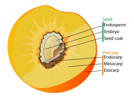 Seed and fruit diagram