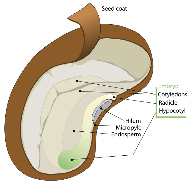 Seed diagram