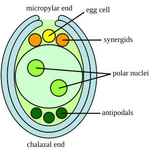 Megagametophyte diagram within the ovule