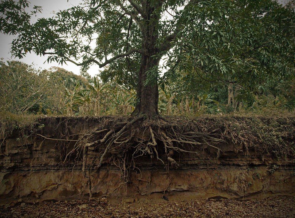 Mango tree roots