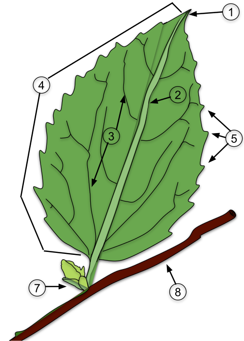4. Leaf diagram: apex (1), midvein (primary vein) (2), secondary vein (3), lamina (4), leaf margin (5), bud (7), stem (8)