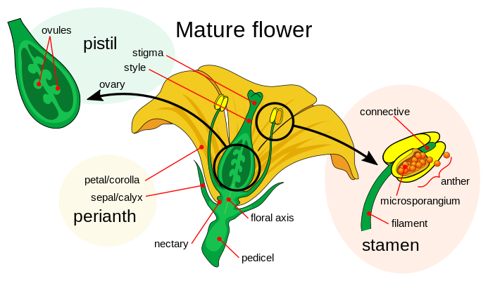 Flower structure