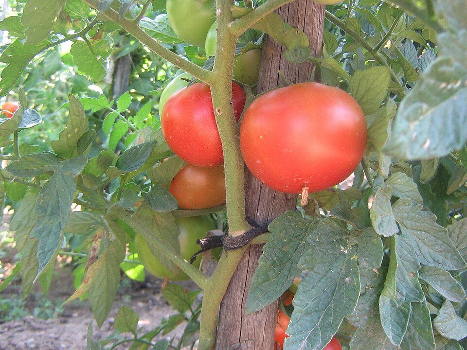 Tomato plant and Flowering plants (or Angiospermae, Magnoliophyta)