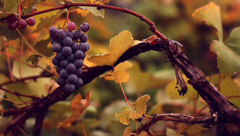 1. Grape cluster, Superrosids