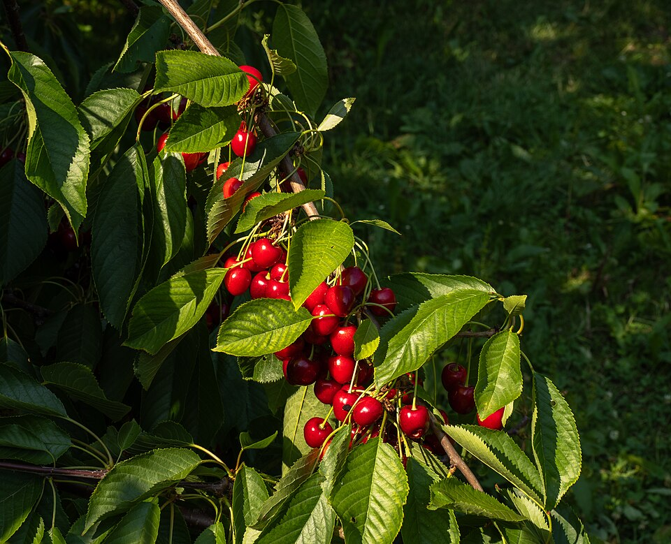 1. Cherries on their tree, Rosids