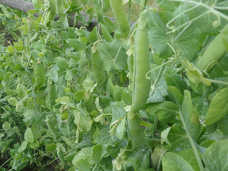 1. Pea plants, Fabids