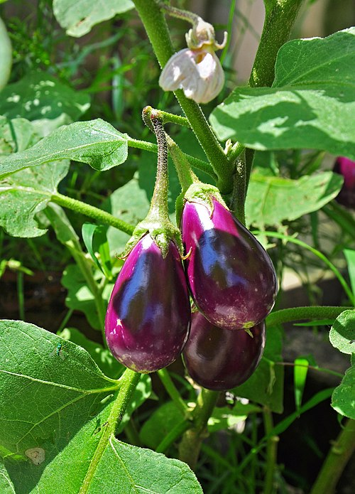 Eggplant, Superasterids