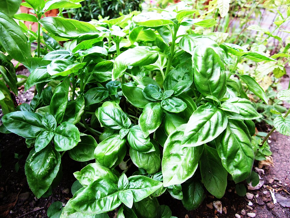 1. Basil, Asterids