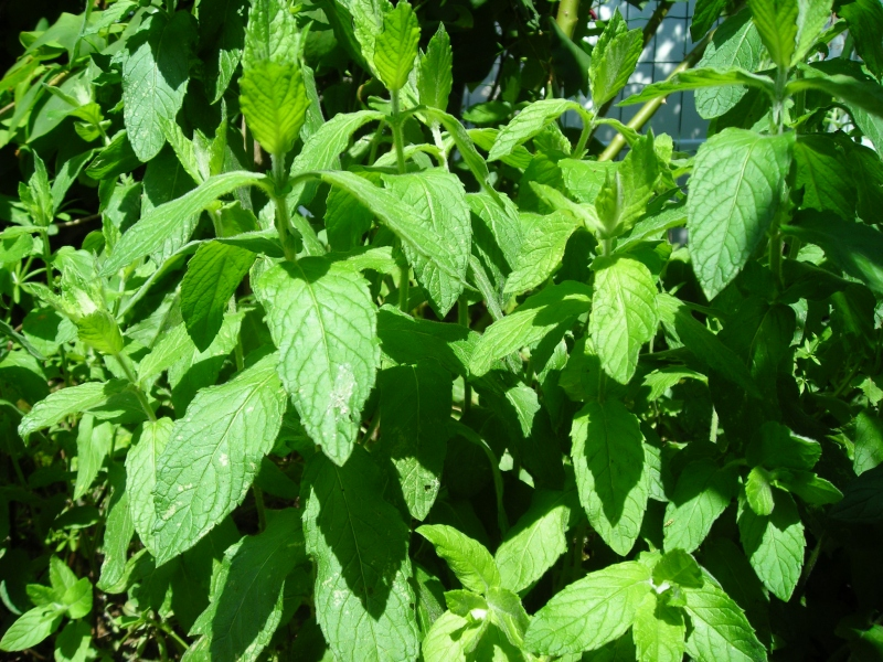 1. Mint, Lamiids