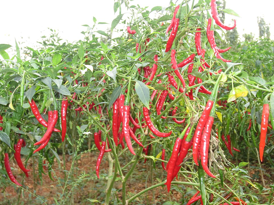 1. Chili peppers, Solanales