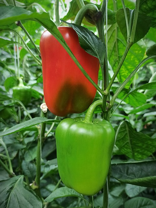 1. Bell pepper, Solanaceae