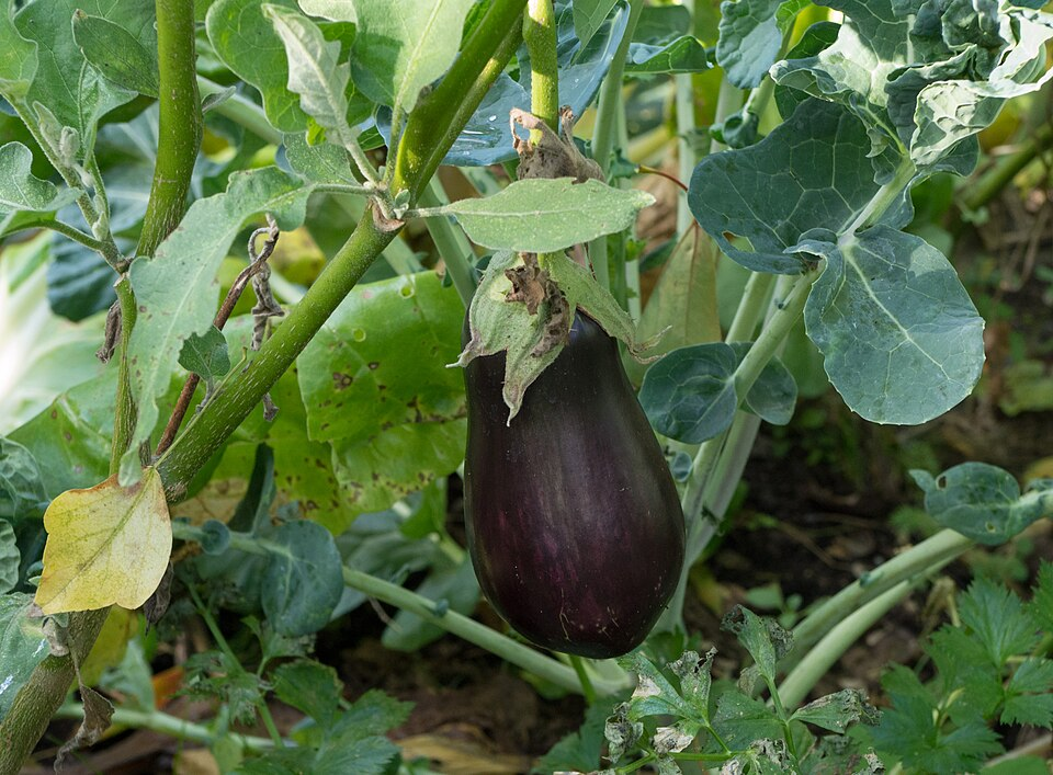 1. Eggplant, Solanum
