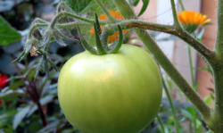 Tomatoes