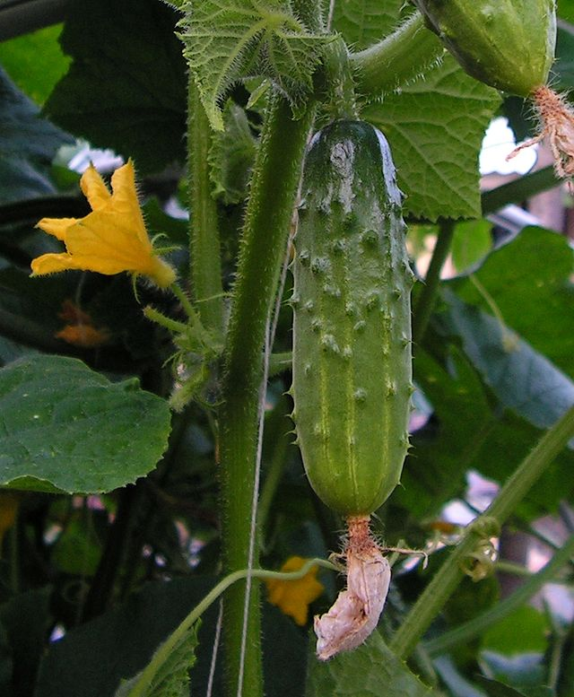 Cucumber, eudicots