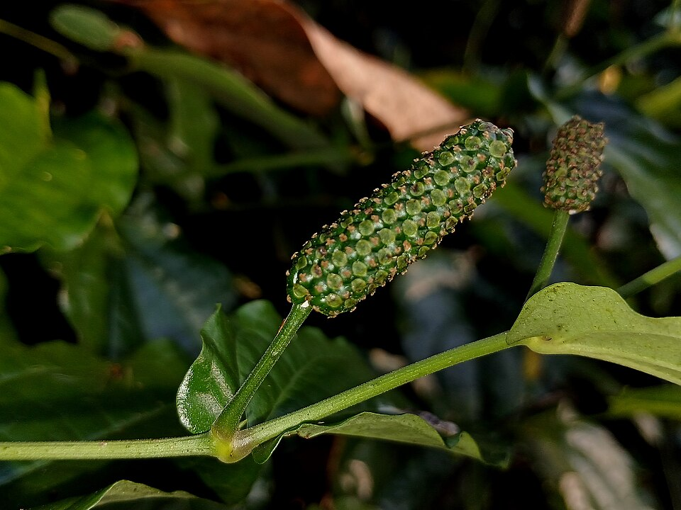 1. Long pepper, Piperales