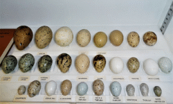Bird eggs