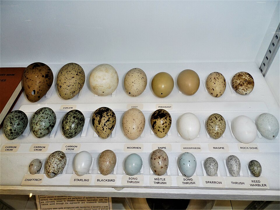 1. Bird eggs