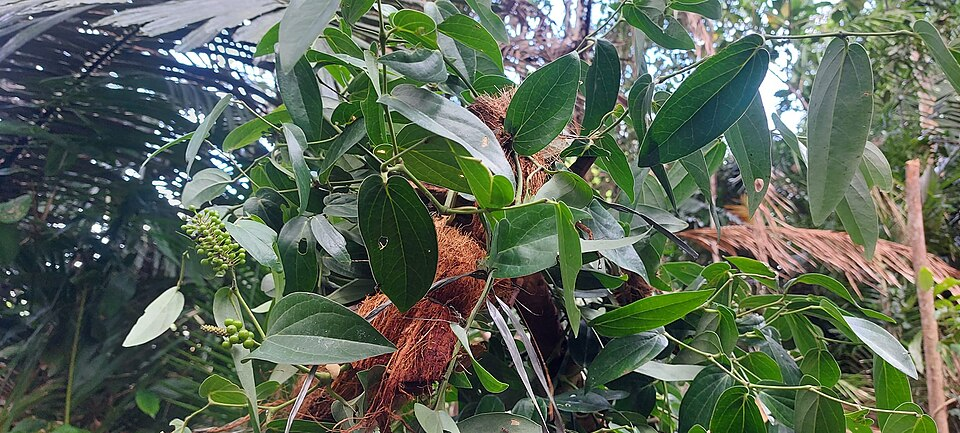 1, Cubebe pepper, Piperaceae