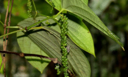 Black pepper (species)