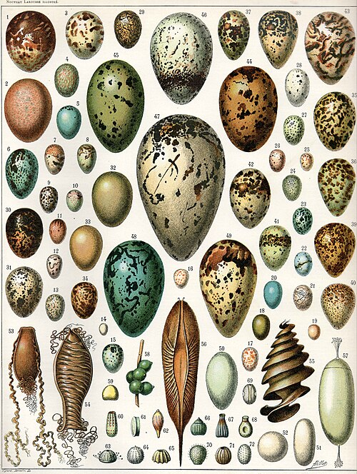 1. Different types of eggs