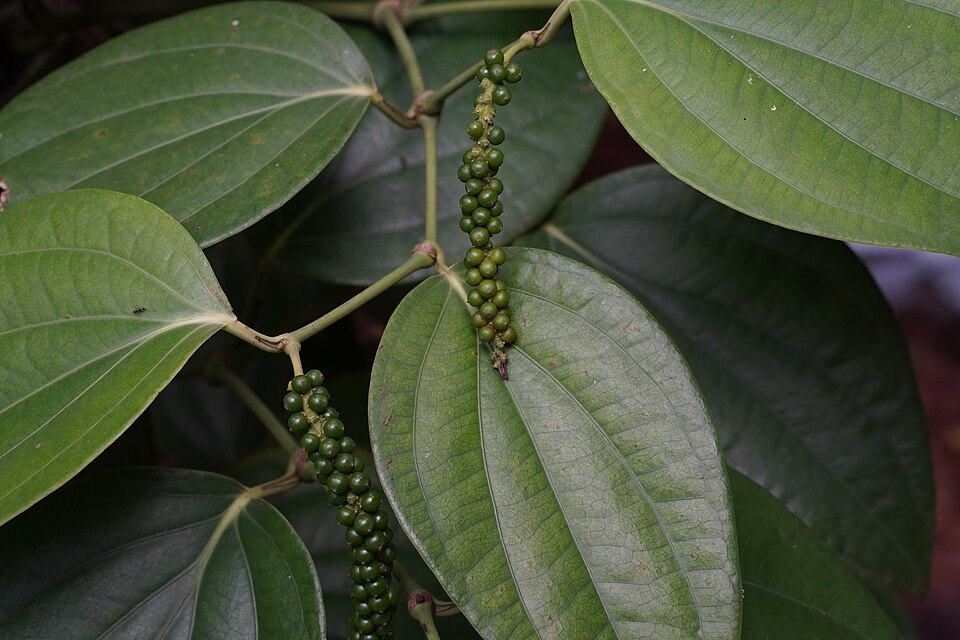 1. Black pepper (species), Magnoliids