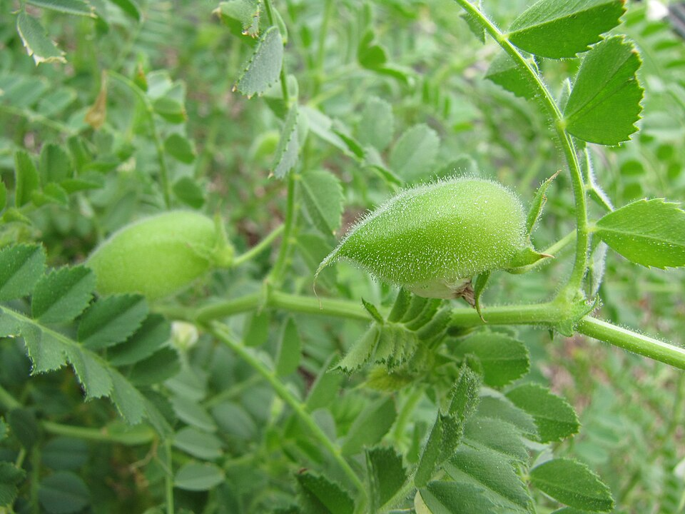 Chickpea plants (Fabales)