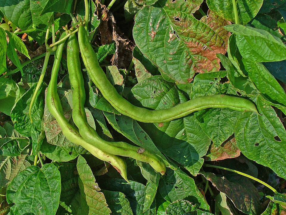 Bean plants (Fabaceae (or leguminosae))