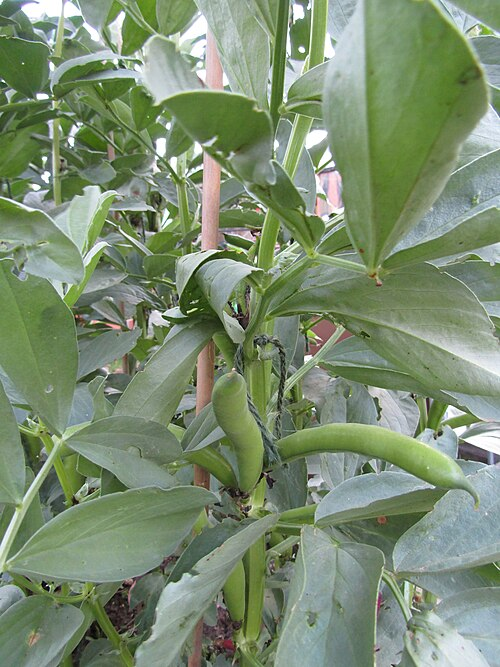 Broad bean plants (Faboideae)