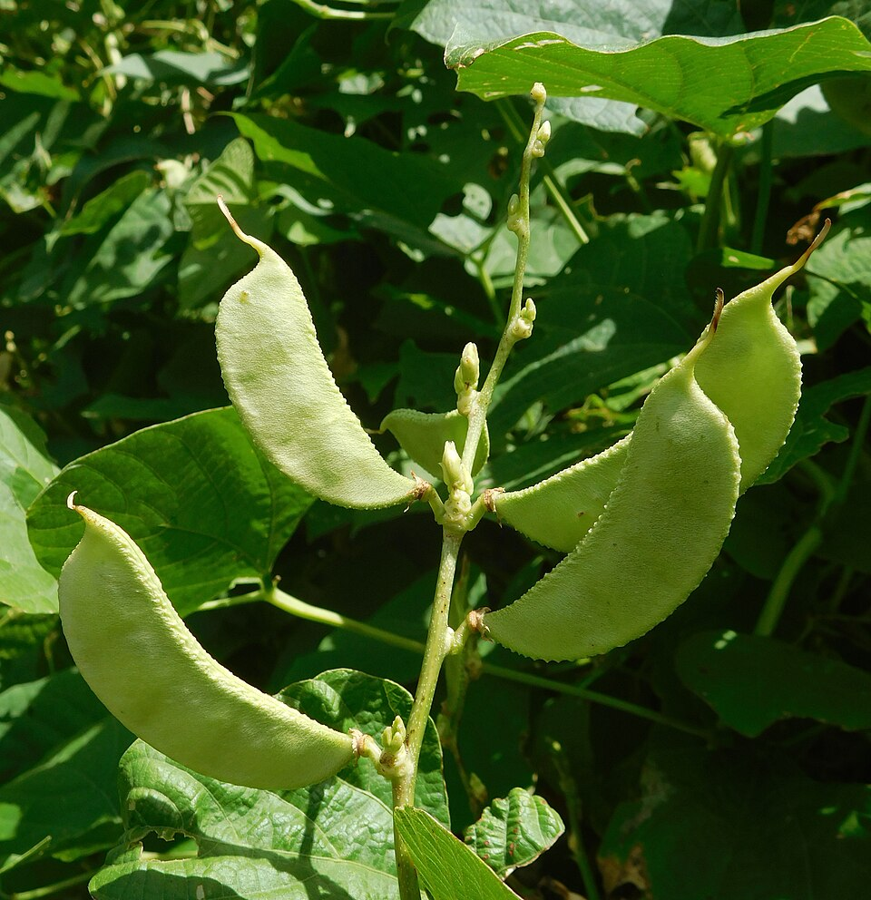 Lima bean plant, Beans (genus Phaseolus)