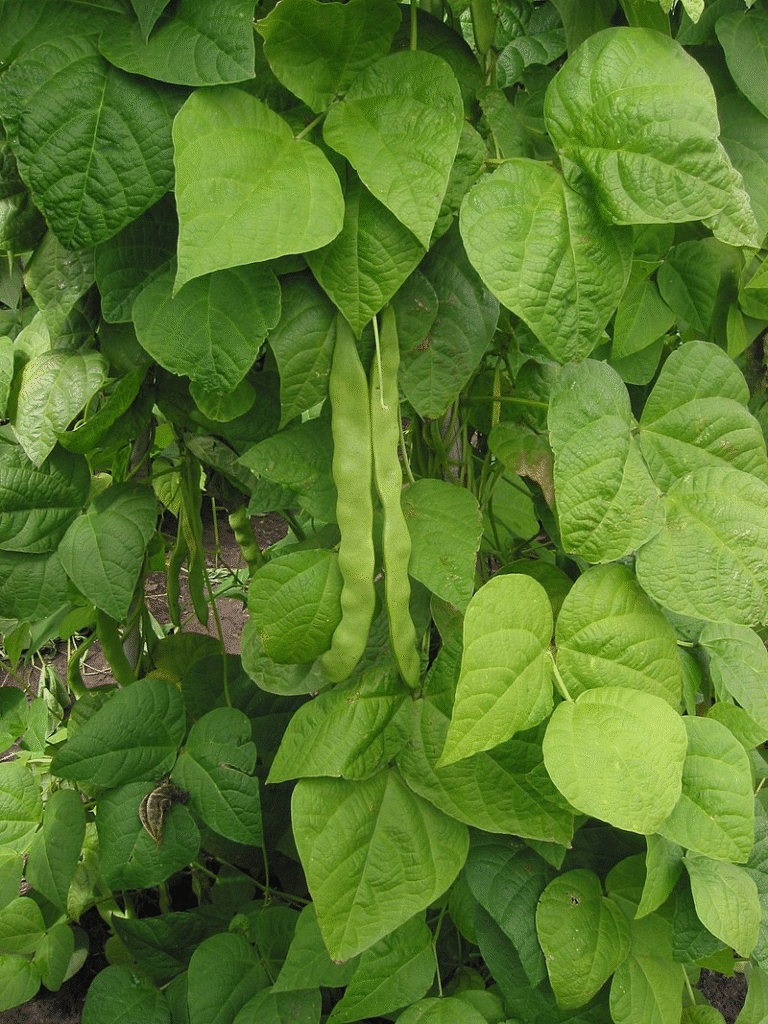 Common bean plants