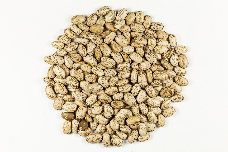 Pinto bean seeds