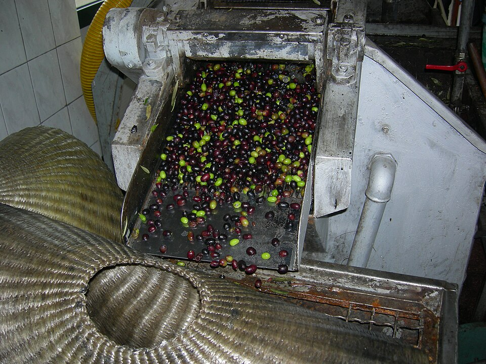 Olive oil extraction