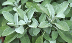 Sage