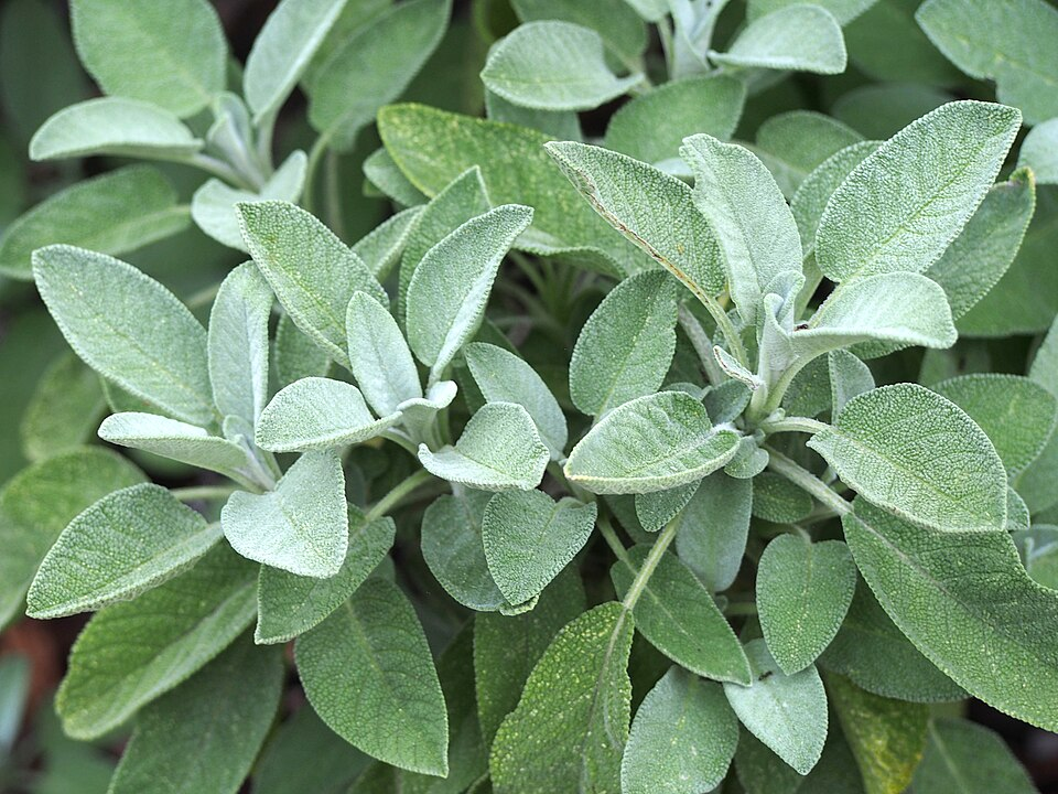 Sage, Salvia