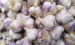 Garlic