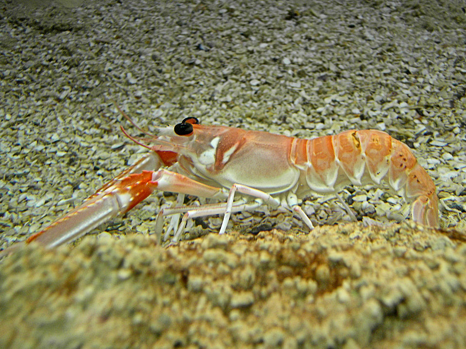 1. Norway lobster/Dublin Bay prawn, langoustine/scampo, Arthropods (Arthropoda)