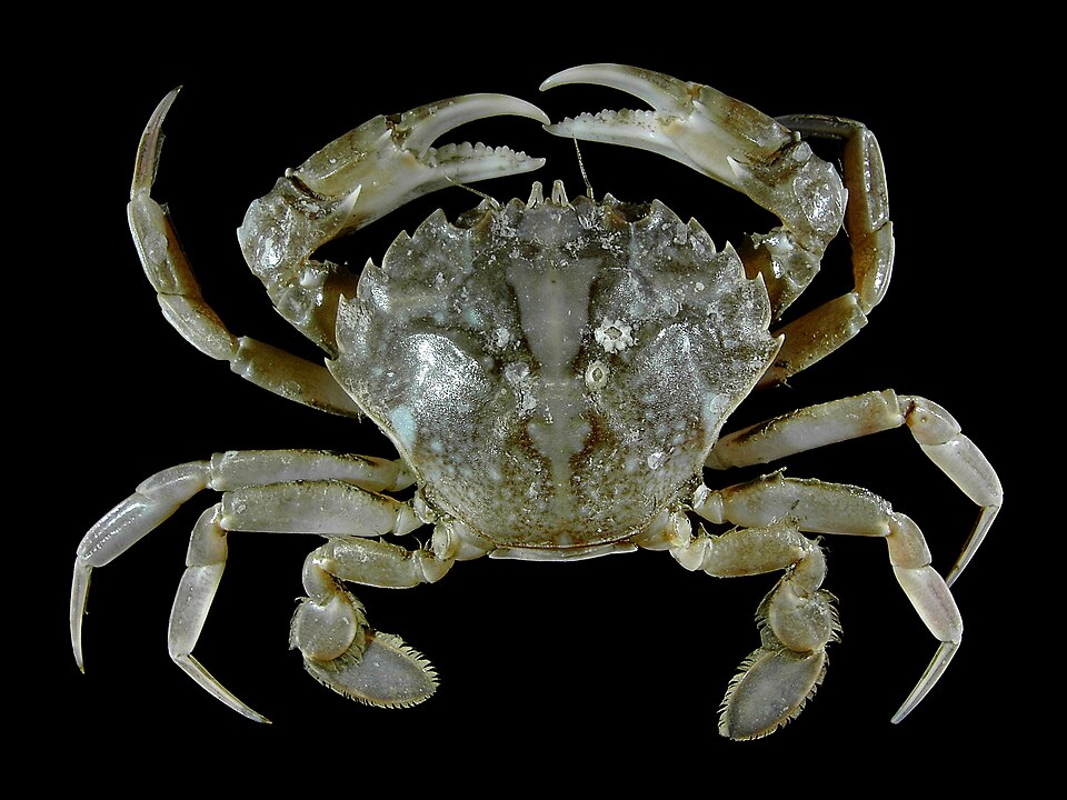 1. Grey swimming crab, Crustaceans (Crustacea)