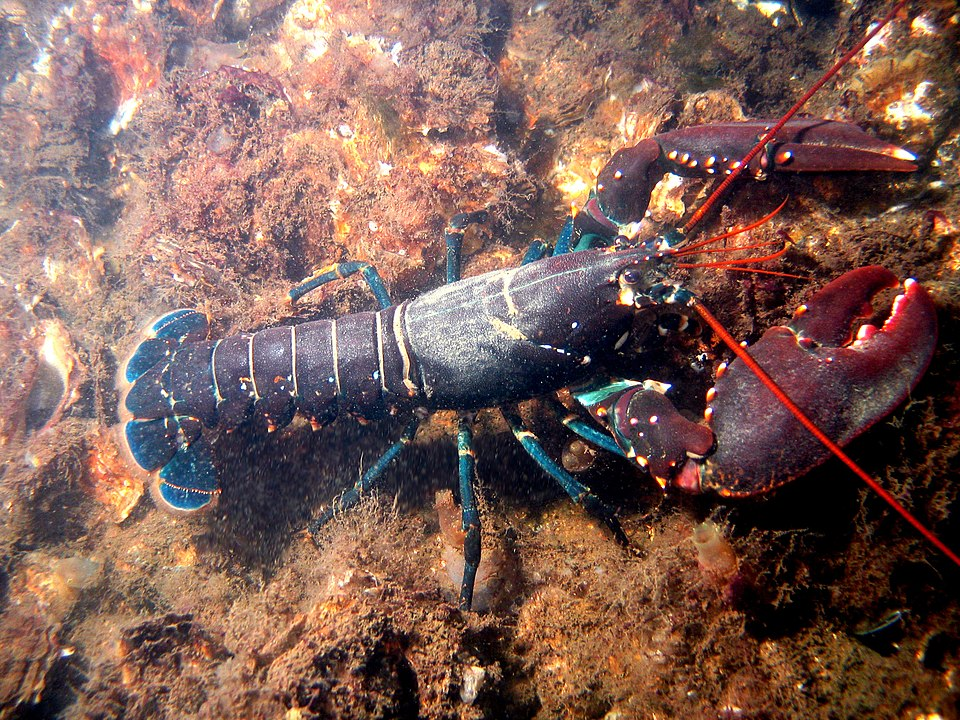 1. European lobster/Common lobster (Decapods (Decapoda))