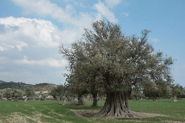 Olive tree