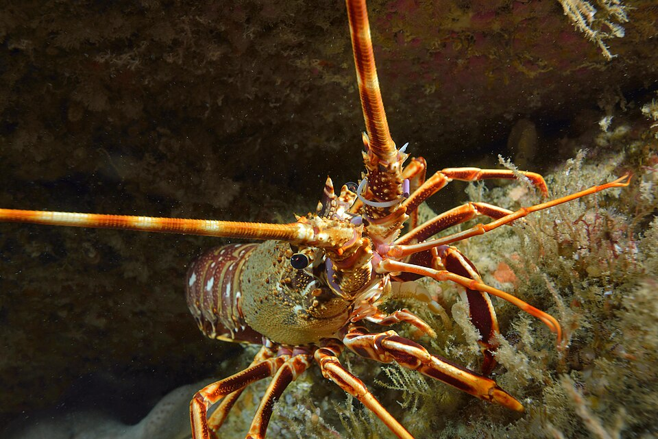 1. European spiny lobster/Red lobster (Pleocyemata)