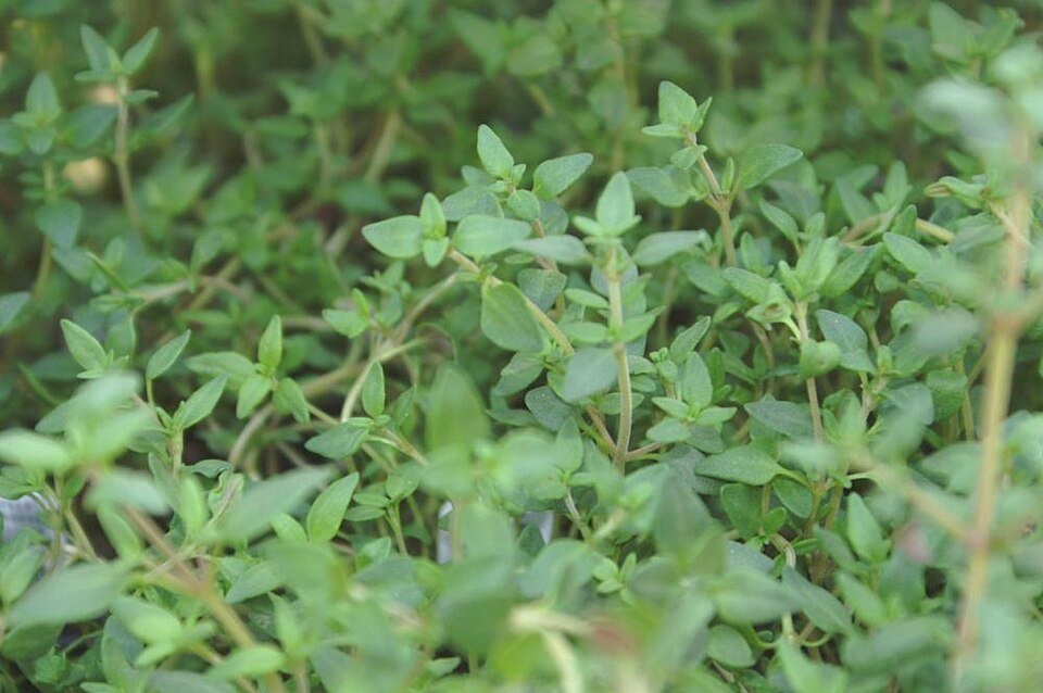Thyme, Lamiaceae