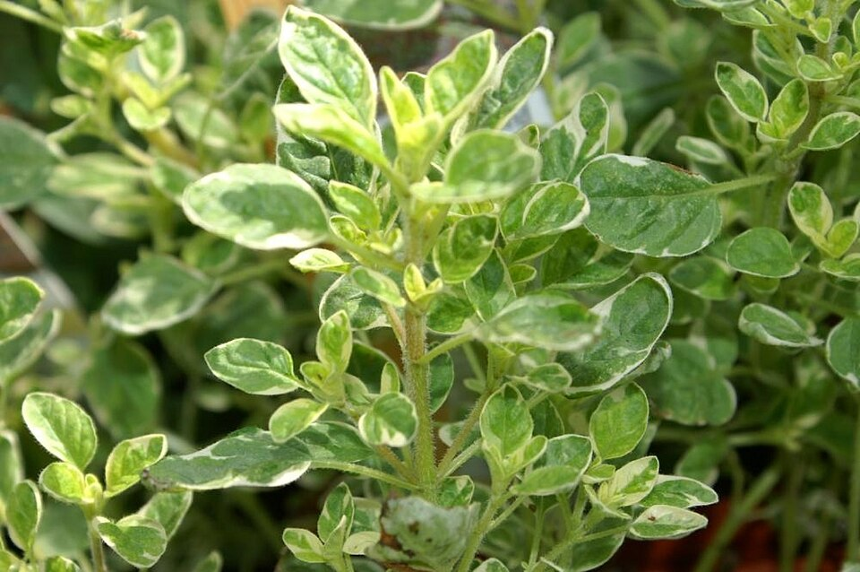 Oregano