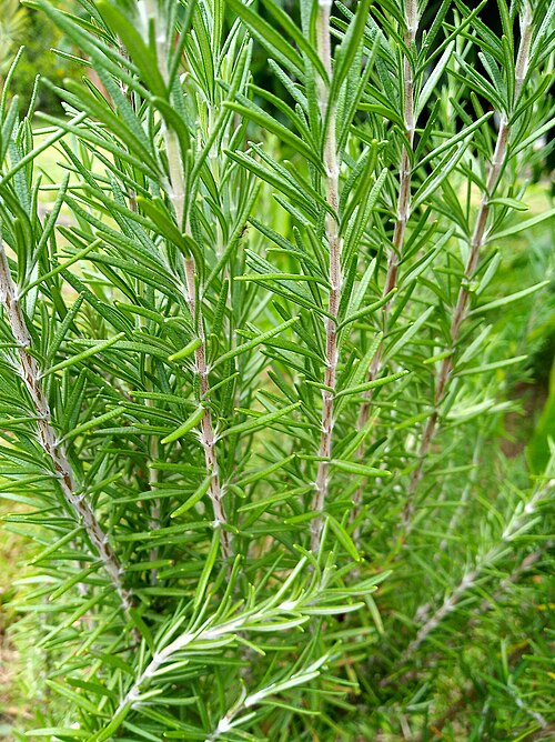 Rosemary, Nepetoideae