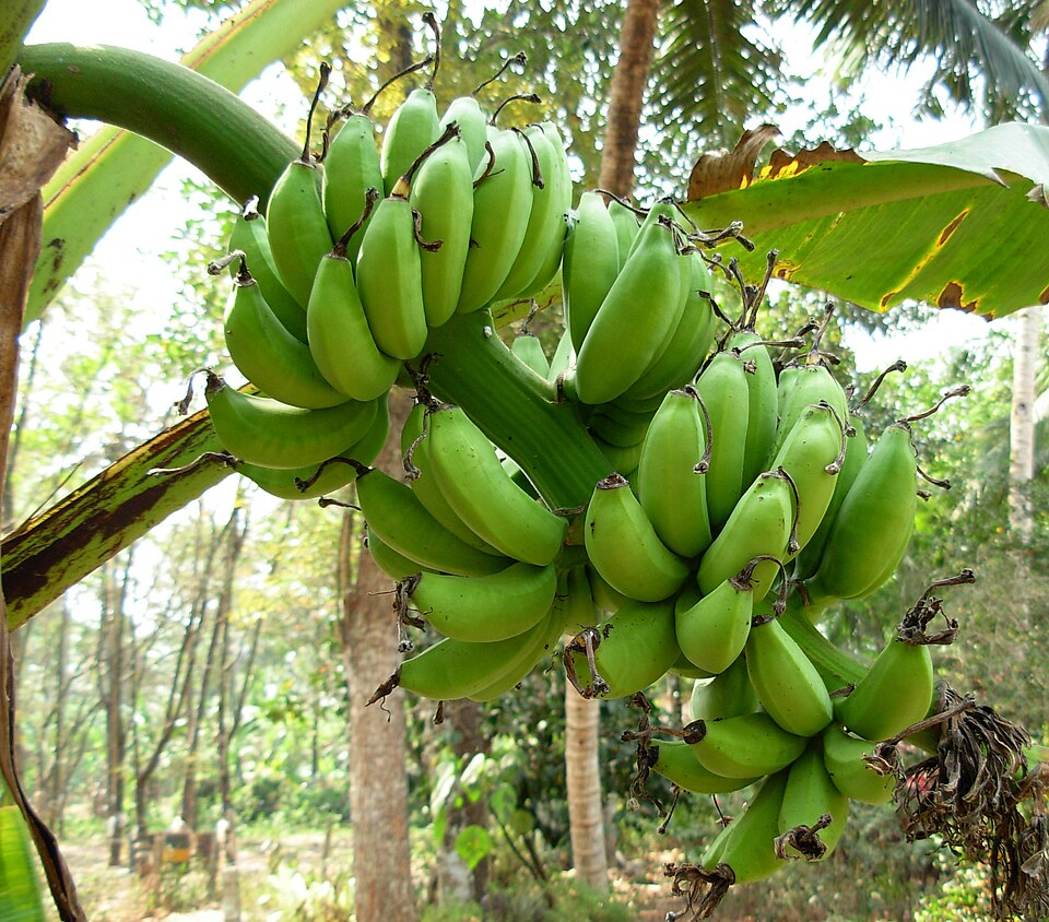 1. Bananas (Monocots)