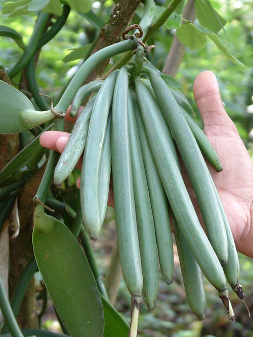 1. Vanilla pods (asparagales)