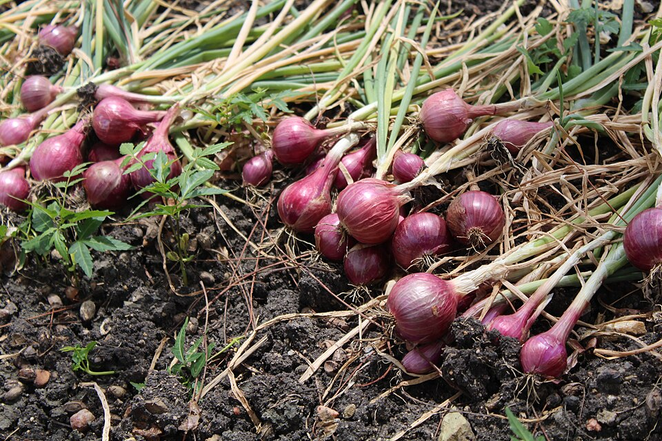 1. Onions, Amaryllidaceae