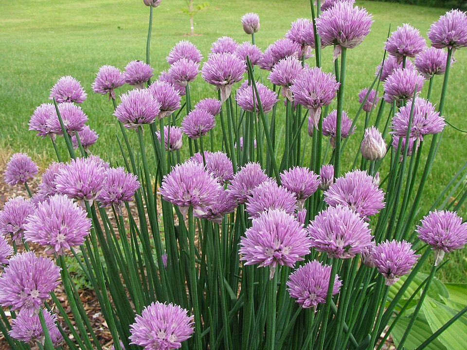 1. Chives, Allium
