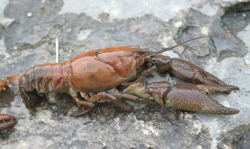 White-clawed crayfish