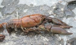 White-clawed crayfish